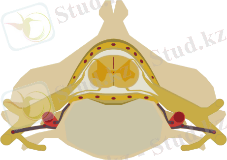 Сурет:Spinal cord direv.svg
