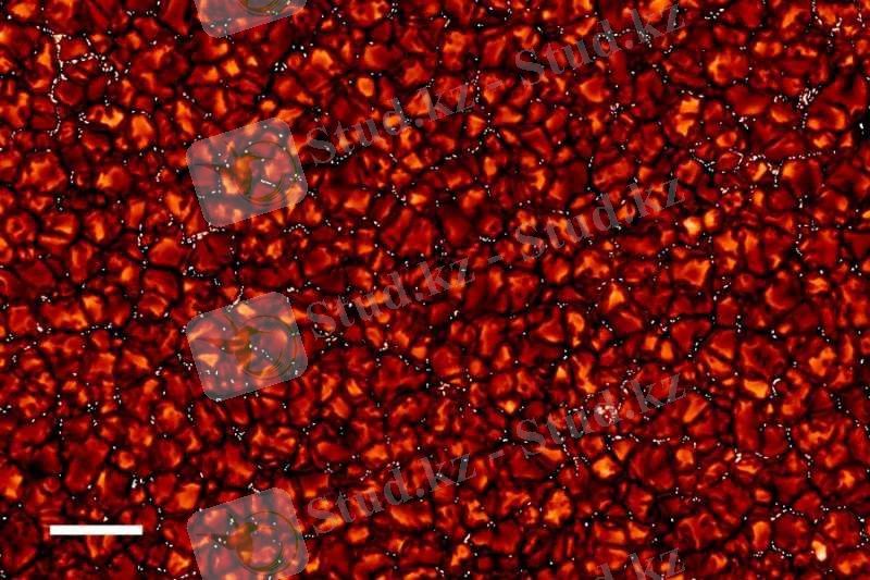 SOLmagbrightpoints_almeidaC900