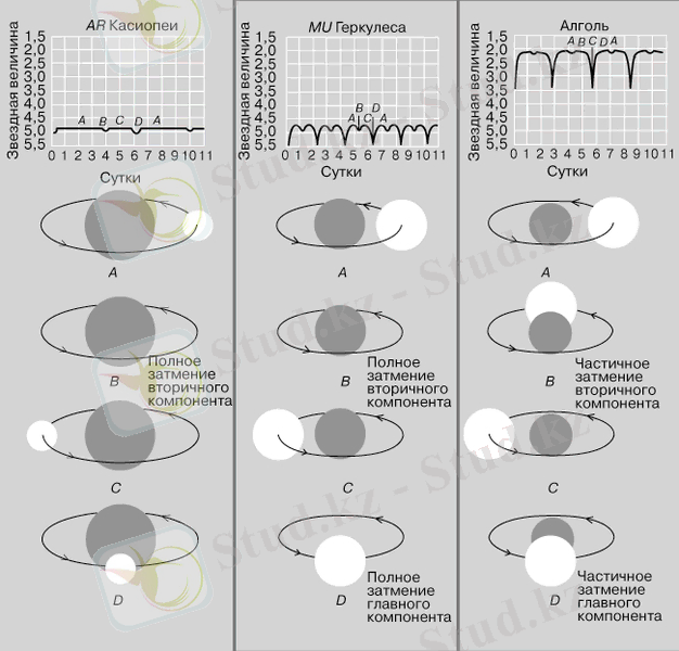 КРИВЫЕ БЛЕСКА ЗАТМЕННЫХ ДВОЙНЫХ различаются по глубине, периоду и форме в зависимости от светимости, относительного размера и расстояния между звездами. Если вокруг большой и яркой звезды обращается маленький и тусклый компаньон (слева), как в AR Кассиопеи, то видны лишь слабые вариации блеска. Если размеры звезд примерно одинаковы, а светимости различаются (в центре), как в MU Геркулеса, то кривая блеска имеет два округлых максимума, расположенных примерно посередине между минимумами. Если яркая звезда движется в паре с крупным, но неярким соседом (справа), как в Алголе, то на кривой блеска между глубокими главными минимумами видны мелкие вторичные.