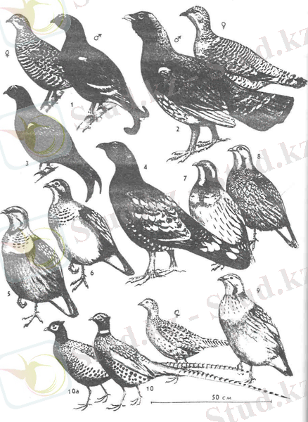 C:\Users\Бектемир\Downloads\Без названия (1).jpg