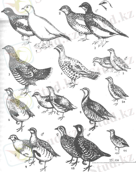 C:\Users\Бектемир\Downloads\Без названия.jpg