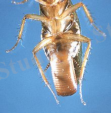 220px-Blatella_germanica_cdc