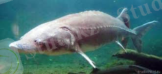 Картинки по запросу рыба белуга