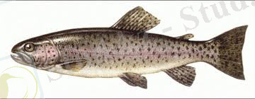 Картинки по запросу рыба осетра