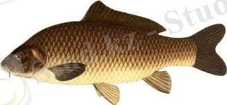 скачанные файлы