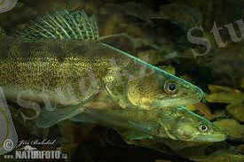 скачанные файлы (1)