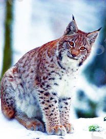 Картинки по запросу сілеусін