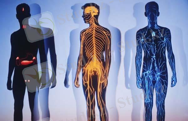 Адам денесіндегі кереметтер