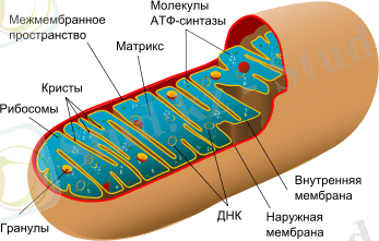 350px-Animal_mitochondrion_diagram_ru.svg.png