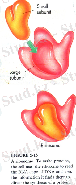 сканирование0019