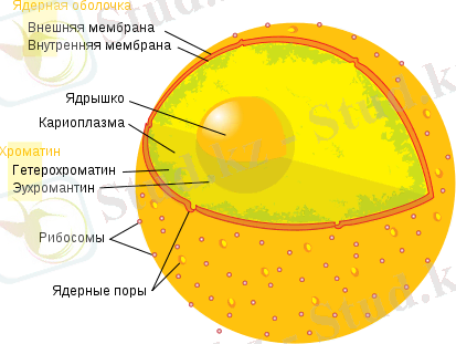 462px-Diagram_human_cell_nucleus_ru.svg.png
