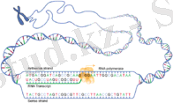 DNA transcription.png