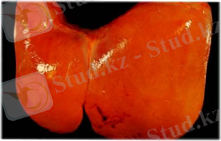 Картинки по запросу гепатоз у коровы