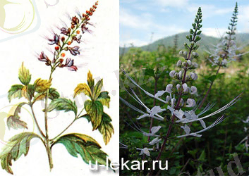 буйрек шай.jpg