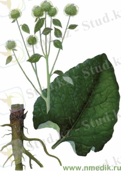 arctium_lappa_l.jpg