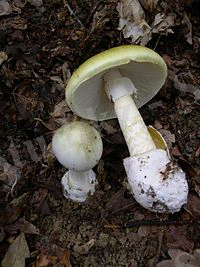 Amanita phalloides 1.JPG