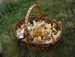 https://upload.wikimedia.org/wikipedia/commons/thumb/4/44/Edible_fungi_in_basket_2009_G1.jpg/250px-Edible_fungi_in_basket_2009_G1.jpg