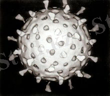 C:\Documents and Settings\Sea\Рабочий стол\жансая тарих\220px-Rotavirus_Reconstruction.jpg