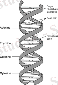 https://upload.wikimedia.org/wikipedia/commons/thumb/b/b8/DNA-structure-and-bases.png/220px-DNA-structure-and-bases.png