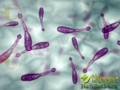 Картинки по запросу эхинококкоз у животных