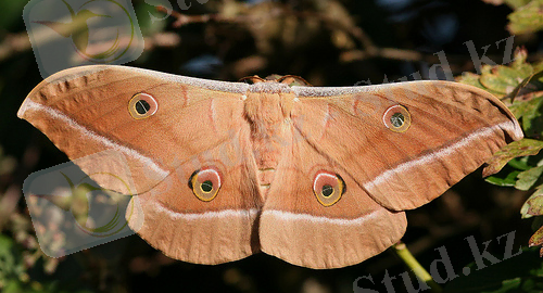 C:\Users\User\Desktop\3-antheraea-pernyi.jpg