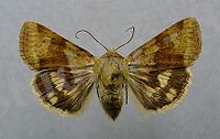C:\Users\User\Desktop\200px-Heliothis_viriplaca.jpg