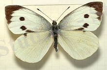 C:\Users\User\Desktop\220px-Pieris.brassicae.female.mounted.jpg