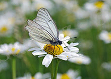 C:\Users\User\Desktop\220px-AporiaCrataegi (1).jpg