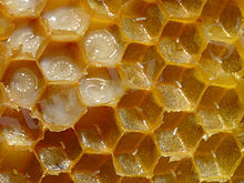 Bienenwabe mit Eiern und Brut 5.jpg