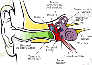 http://upload.wikimedia.org/wikipedia/commons/thumb/d/d2/Anatomy_of_the_Human_Ear.svg/350px-Anatomy_of_the_Human_Ear.svg.png