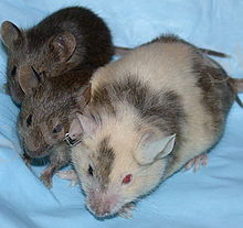 Файл тақырыбы