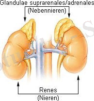 Nebenniere.jpg