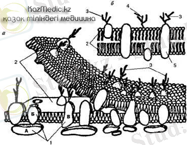 Биологиялық мембрана