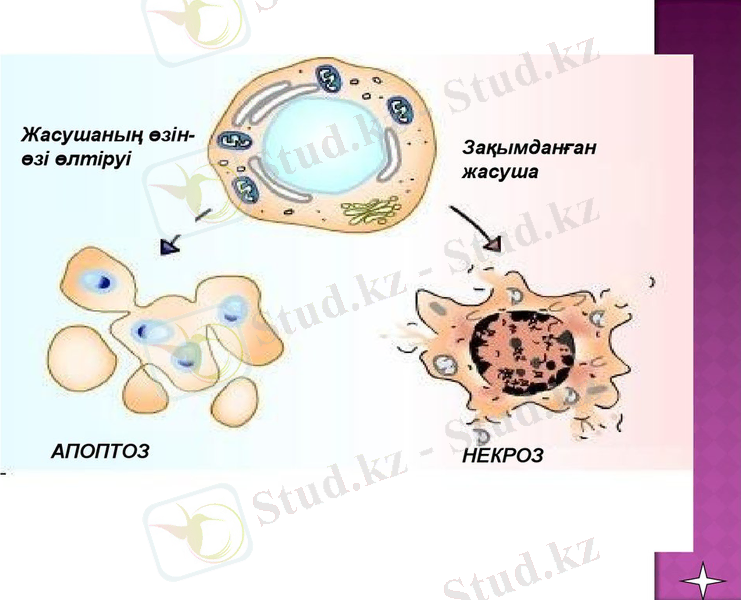 Картинки по запросу жасушалардың өзін өзі өлтіруі