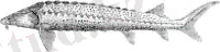 Acipenser gueldenstaedtii.jpg