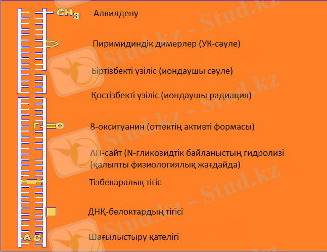 E:\Курсовой\Повреждения ДНК пайнт.png