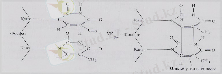 C:\Users\Admin\Desktop\Курсовой\Циклобутил сақинасы.jpg