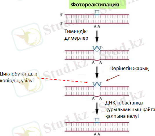 E:\Курсовой\Циклобутандық көпірдің үзілуі.png