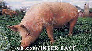 C:\Users\Назерке\Desktop\скачанные файлы.jpg