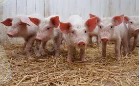 C:\Users\Назерке\Desktop\images (2).jpg