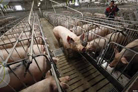 C:\Users\Назерке\Desktop\images (1).jpg