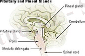 https://upload.wikimedia.org/wikipedia/commons/thumb/6/6b/Illu_pituitary_pineal_glands.jpg/200px-Illu_pituitary_pineal_glands.jpg