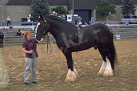 http://upload.wikimedia.org/wikipedia/commons/thumb/0/0d/ShireDraftHorse.jpg/270px-ShireDraftHorse.jpg