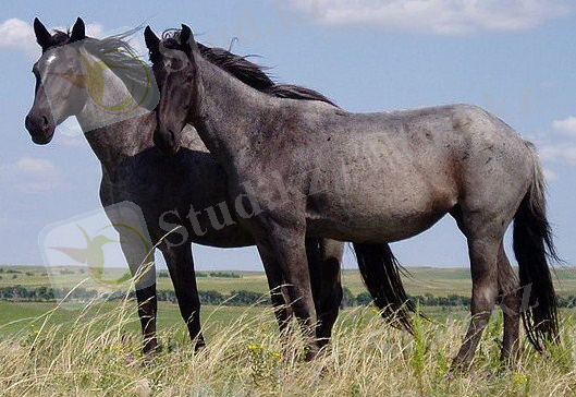 Сурет:Nokota Horses cropped.jpg