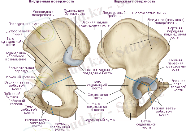 pelvis5