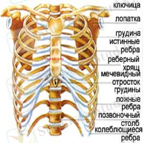 Kosti%20grud%20kletka