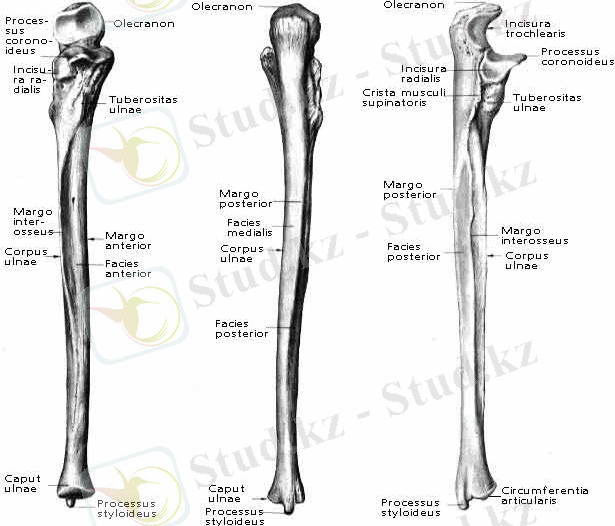 ulna