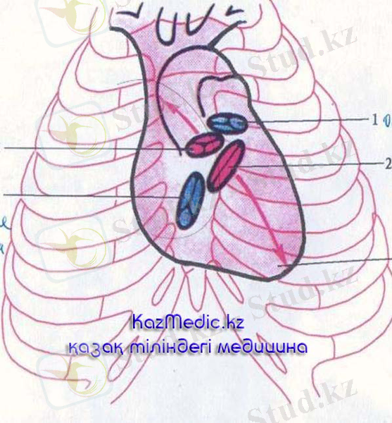 Жүрек тамырлары