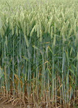 C:\Users\hp\Desktop\Новая папка\Wheat_field[1].jpg