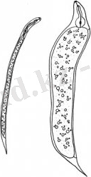 D:\Мои документы\фото\сұлы зиянкесері\imgpreview[1].jpg